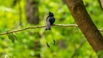 groter racketstaart drongo neergestreken Aan boom foto