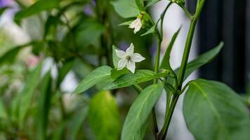 chili paprika's bloeiend in de tuin foto