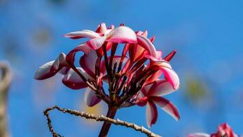 frangipani, plumeria, tempel boom, begraafplaats boom bloeiend in de tuin blauw lucht achtergrond foto