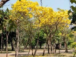 zilveren trompetboom, boom van goud, paraguayaanse zilveren trompetboom die in de tuin bloeit foto