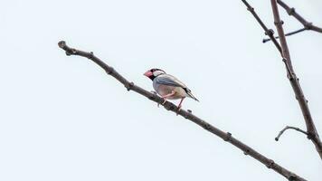 Java mus, Java vink neergestreken Aan boom foto