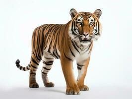 een tijger geïsoleerd Aan een wit achtergrond foto