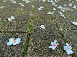 mooi wit bloemen tung bloem en wegen foto