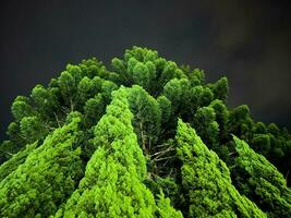 met uitzicht de hoog bomen Bij nacht foto