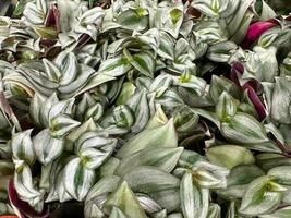 mooi groen bladerrijk commelina purpurea ingemaakt planten foto