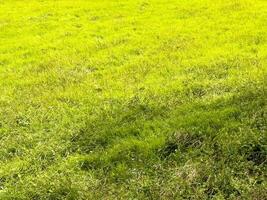 vers gekleurde grasland in voorjaar foto