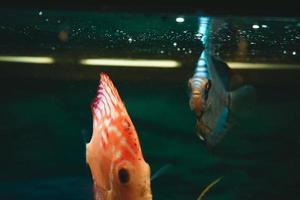 exotische vissen symphysodon discus, in een aquarium foto