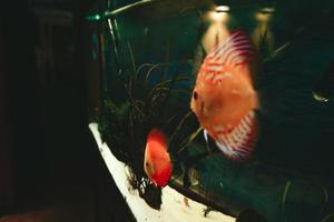 exotische vissen symphysodon discus, in een aquarium foto