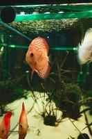 exotische vissen symphysodon discus, in een aquarium foto