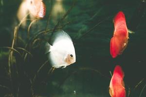 exotische vissen symphysodon discus, in een aquarium foto