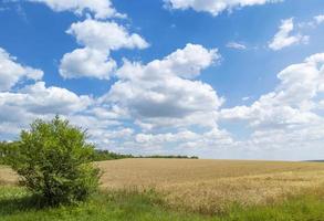 gouden tarweveld met blauwe lucht en wolken. agrarisch landschap. Stock foto.