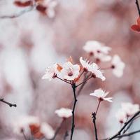 kersenbloesem in lente sakura bloemen foto