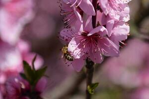 bestuiving van bloemen door bijen perzik. foto