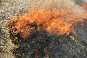 brandend droog gras en riet foto