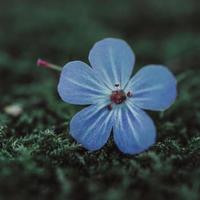 mooie blauwe bloem in de lente foto