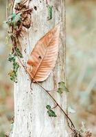 bruin boomblad in de herfstseizoen foto