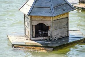 huizen voor eenden Aan de meer. nemen zorg van eenden. door de mens gemaakt nesten voor grijs eenden foto