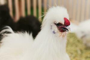 een portret van Silkie kip buitenshuis in tuin foto