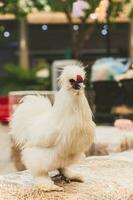 een wit Silkie kip staand Aan een hooi in een tuin. foto