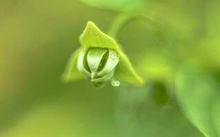 macro schot van groen tropisch fabriek foto