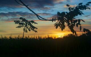 mooi zonsondergang achtergrond met bomen in silhouet foto