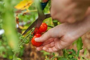 tuinieren en landbouw concept. vrouw landarbeider met de hand plukken van verse rijpe biologische tomaten. serre producten. plantaardige voedselproductie. tomaat groeien in kas. foto