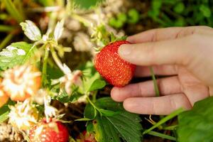 tuinieren en landbouw concept. vrouw boerderij arbeider hand- oogsten rood rijp aardbei in tuin. vrouw plukken aardbeien BES fruit in veld- boerderij. eco gezond biologisch huis gegroeid voedsel concept. foto