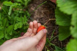 tuinieren en landbouw concept. vrouwelijke landarbeider hand oogst rode verse rijpe biologische aardbeien in de tuin. veganistische vegetarische zelfgekweekte voedselproductie. vrouw aardbeien plukken in veld. foto