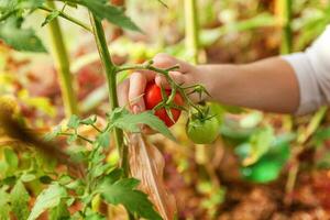 vrouw landarbeider handen met mand verse rijpe biologische tomaten plukken foto