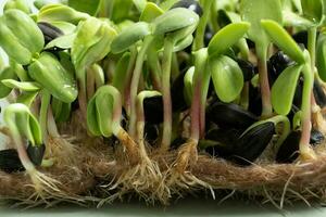 gekiemd microgreens van zonnebloem. superfood is gegroeid Bij huis. macro foto detailopname