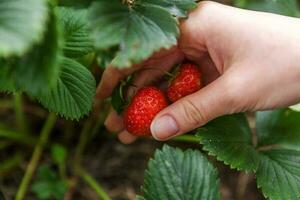 tuinieren en landbouw concept. vrouwelijke landarbeider hand oogst rode verse rijpe biologische aardbeien in de tuin. veganistische vegetarische zelfgekweekte voedselproductie. vrouw aardbeien plukken in veld. foto