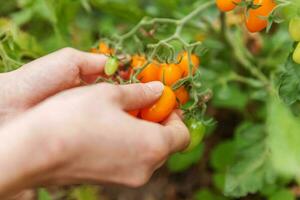 tuinieren en landbouw concept. vrouw landarbeider met de hand plukken van verse rijpe biologische tomaten. serre producten. plantaardige voedselproductie. tomaat groeien in kas. foto