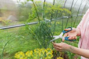 tuinieren en landbouw concept. vrouwelijke landarbeider hand oogst groene verse rijpe biologische dille in tuin bed. veganistische vegetarische zelfgekweekte voedselproductie. vrouwenboer die geurig kruid plukt. foto