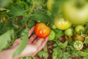 tuinieren en landbouw concept. vrouw landarbeider met de hand plukken van verse rijpe biologische tomaten. serre producten. plantaardige voedselproductie. tomaat groeien in kas. foto