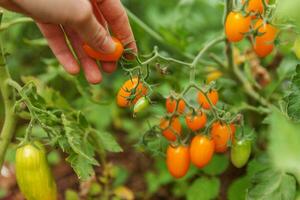 tuinieren en landbouw concept. vrouw landarbeider met de hand plukken van verse rijpe biologische tomaten. serre producten. plantaardige voedselproductie. tomaat groeien in kas. foto