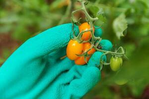tuinieren en landbouw concept. vrouw landarbeider hand in handschoen verse rijpe biologische tomaten plukken. serre producten. plantaardige voedselproductie. tomaat groeien in kas. foto