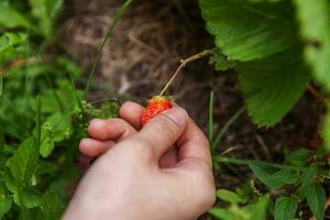 tuinieren en landbouw concept. vrouwelijke landarbeider hand oogst rode verse rijpe biologische aardbeien in de tuin. veganistische vegetarische zelfgekweekte voedselproductie. vrouw aardbeien plukken in veld. foto