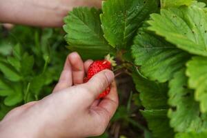 tuinieren en landbouw concept. vrouwelijke landarbeider hand oogst rode verse rijpe biologische aardbeien in de tuin. veganistische vegetarische zelfgekweekte voedselproductie. vrouw aardbeien plukken in veld. foto