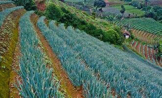 mooi visie van terrasvormig groente plantage, majalengka, west Java, Indonesië foto