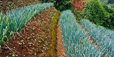 mooi visie van terrasvormig groente plantage, majalengka, west Java, Indonesië foto