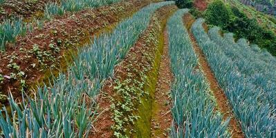 mooi visie van terrasvormig groente plantage, majalengka, west Java, Indonesië foto