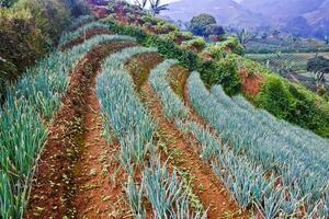 mooi visie van terrasvormig groente plantage, majalengka, west Java, Indonesië foto