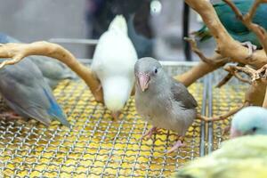 papegaaien zijn poseren naar nemen de afbeelding. vogel is een populair huisdier in Thailand. foto