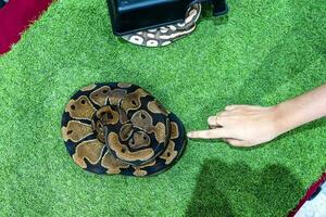 bal Python is een populair huisdier in Thailand. foto