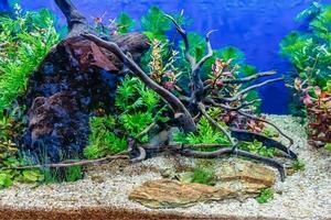 tropisch zoetwater aquarium foto