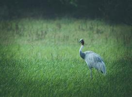 grijs lang bek vogel Aan groen gras veld- gedurende dag foto