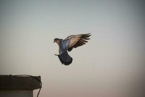 blauw en bruin vogel vliegend onder bruin lucht foto