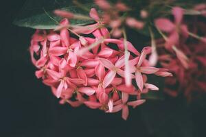 roze bloemen in tilt shift lens foto