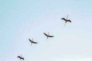 vier zwart vogelstand foto