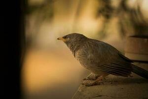 grijs vogel Aan bruin rots foto